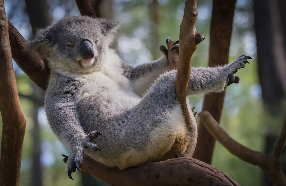 Sacrifican 750 koalas desde helicópteros en Australia. Foto: Unsplash. 